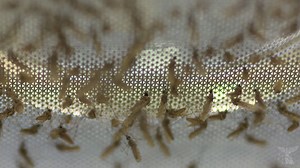 41K views · 343 reactions | In a game-changer UoM researchers have discovered how to turn malaria's own mutations against it! Read more: https://pursuit.unimelb.edu.au/articles/trapping-malaria-in-a-gene-net | The University of Melbourne | Facebook