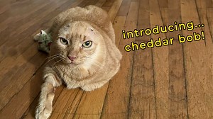 22K views · 508 reactions | Cheddar Bob is a 14-year-old deaf senior kitty who had his ears removed to relieve his chronic ear infections. But honestly, he's better described as a fuzzy orange baseball. | Cheezburger | Facebook