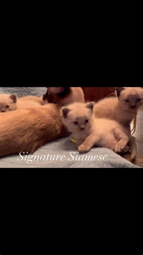 Indigo’s kittens are 4 weeks old. At this age, it’s so adorable to see them play in slow motion 💕 #siamese #siamesekittens #siamesecat | Siamese Kittens for adoption in Michigan