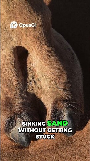 Camel's Desert Survival Wide Feet and Thorny Plant Diet!