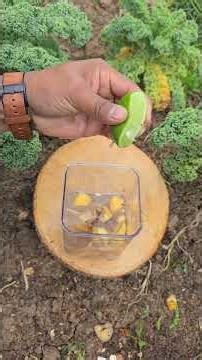 Stop throwing peels directly on the soil chop them ferment them dilute them and apply them properly