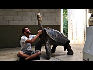 SADDLEBACK Tortoise SO BIG we could RIDE IT!!