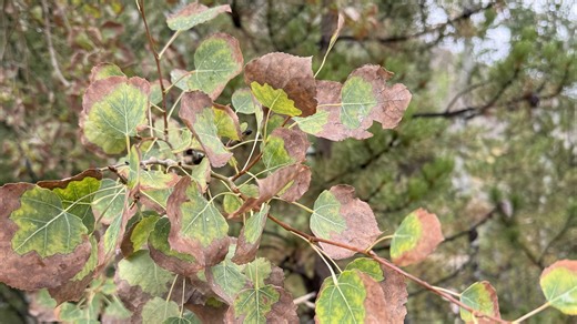 What to expect for Colorado's 2025 fall color show as drought impacts state