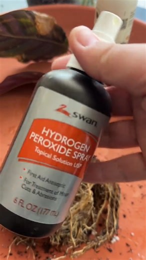 43K views · 461 reactions | I got this plant rescue and am trying to save it! Here are some calathea plant care tips One of my favorite indoor plant hacks to grow your | Kozey Koelpin | Facebook