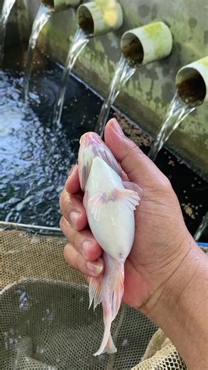 Bibis pakan dengan Maxoil membuat nutrisi pakan mudah di serap sempurna oleh ikan, hasilnya ikan lebih cepat besar dan dagingnya juga tebal. @bluecore.id @BlueCore Aquatic #bluecore #maxoil #budidayaikannila #budidayaikanlele #budidayagurame