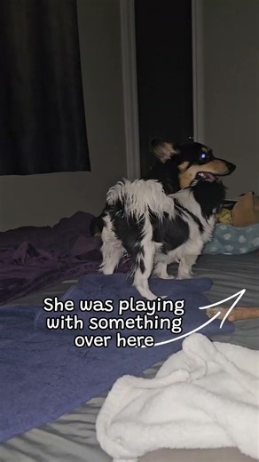 What did my dog put on the bed?! 😱💩 #shorts #WorldOfPets