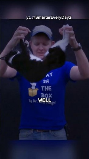 "How Cats Survive Crazy Falls"