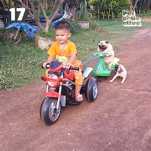 Puppies and kittens will never cease to warm our hearts, but these bloopers will make our abs hurt from laughing! 😹 | Try Not to Laugh