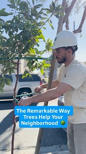 From lowering temperatures to fighting pollution, trees improve communities. Watch Earth Focus on the PBS app to explore how trees mitigate the impact of extreme heat. | PBS SoCal