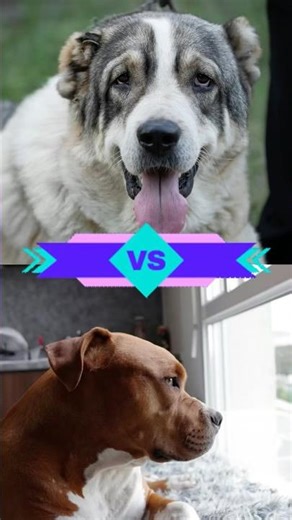 Alabai or Pitbull? The Ultimate Comparison Explained Fast!🐶