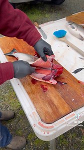 757K views · 4.3K reactions | Learn how to gut, cut and jar salmon with Geetwein Mike Douville - Part 1/7 Mike is from the Deisheetaan -Raven Dog Salmon clan and is a lifelong tribal citizen commercial fisherman out of Craig, Alaska. Gunalchéesh, Háw’aa to Mike for sharing his knowledge so people continue to learn how to prepare this traditional food. | Tlingit & Haida | Facebook