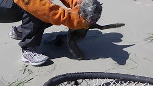 Today on Sea Rescue, two rarely-seen fur seals form a close bond while recuperating at SeaWorld San Diego! | Sea Rescue