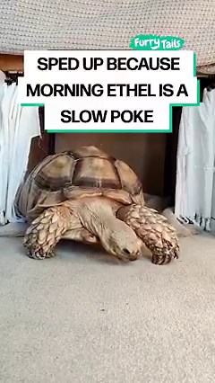 229K views · 5.4K reactions | Ethel the tortoise has the most adorable bedtime routine 殺 | GOODLAD | Facebook