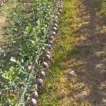 Air Layering of Clonal Apple Rootstocks | ICAR-CITH Technology
