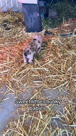 Moon Child Mini Farm on Instagram: "These little chunks are getting cuter every day. . . . . . . . . . . . . #moonchildminifarm #moonchild #minipig #minipigs #juliana #pig #pigsaspets #piglet #piglets #piggy #california #pigsofinstagram #cuteanimals #animalsofinstagram #obsessed #inlove #farmlife #moonchildcrystalshop #snout #snoot #littlepiggies #furryfriends #animallovers #minipigoftiktok #piglet"