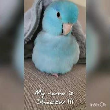 Fluffy and Cute Blue Pacific Parrotlet [Short Video Compilations]