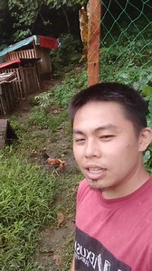 My own opinion sa conditioning | Pobreng mgmamanok vlog