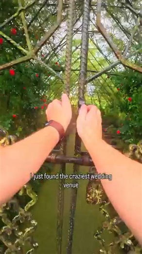 Tree church in new zealand | Wellington - LIVE