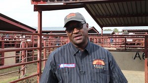 Moalosi Duncan Serapelwane's First Bonsmara Production Sale at Vryburg Showgrounds | North West Department of Agriculture and Rural Development