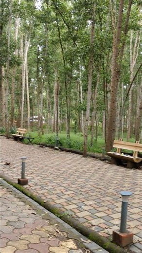 Exploring Forest Resort 2025 #forest #resort