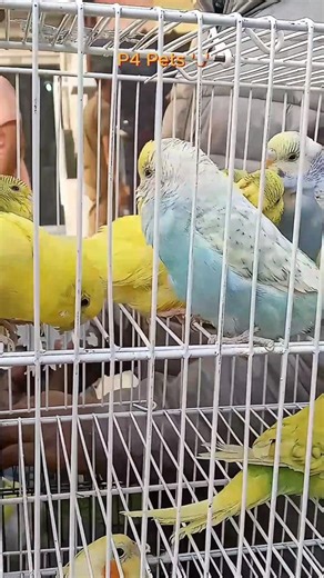 P4 Pets Collection 🐾 #birds #shorts