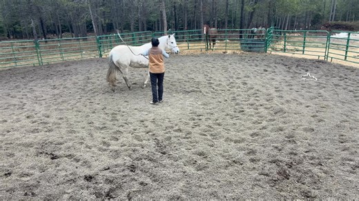 Building quiet mind vs putting rides on: Here is Concho, just came into our training. Was professionally started and is broke. But not rideable or reliable. She is anxious and worried, skiddish and spooks easily. While she is broke to ride, she is not safe to ride. She handles stress well while standing, but as soon as she has the opportunity to move, as soon as she has a choice, she blows up. When you start a horse with forcing them to tolerate, because there is “or else”, the horse will tolera