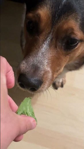 Cowboy Corgi - I'm Pawpeye the Sailor Corgi I #cowboycorgi #corgi #popeye #spinach