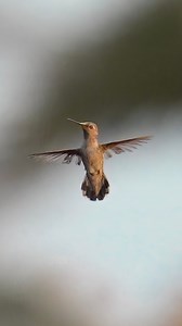 Hummingbird hunting little Flys....#hummingbirds #allenshummingbird | Tohid Azimi