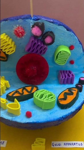 Best animal cell model for school and exhibition #scienceproject #scienceproject