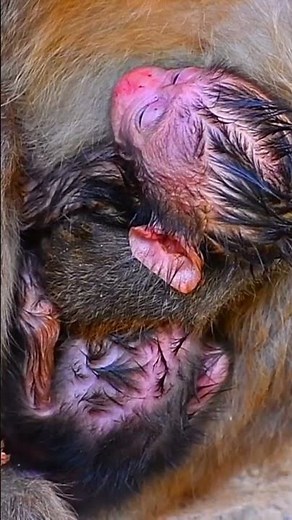 Tender Care: Newborn Baby Monkey Restful with Mother