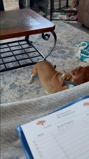 Meet Nanny (Mama Dog) a Welsh Corgi, Pembroke currently available for adoption! 9/3/2025 9:02:57 AM