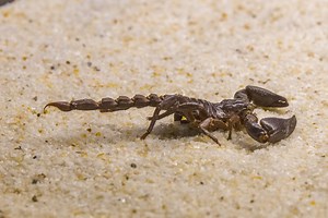Scorpions in Texas: The Ultimate Guide