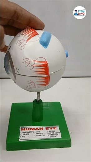 Human Eye Model - Science (Biology) Lab Equipment