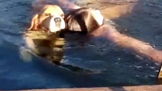 Loyal beagle jumps in lake to “rescue” owner