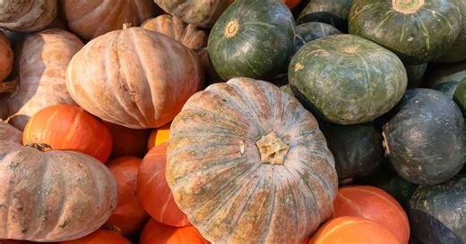 9 tipos de abóbora para utilizar em receitas