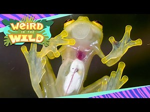 The Frog with Invisible Skin | WEIRD IN THE WILD
