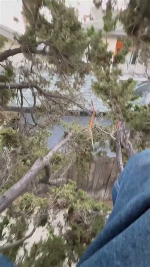 Taking photos from up a tree. 🌲