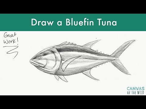 How To Draw a Bluefin Tuna