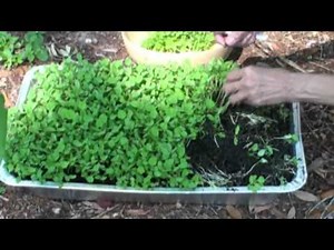 How to Plant & Grow Your Own Fenugreek (Methi)