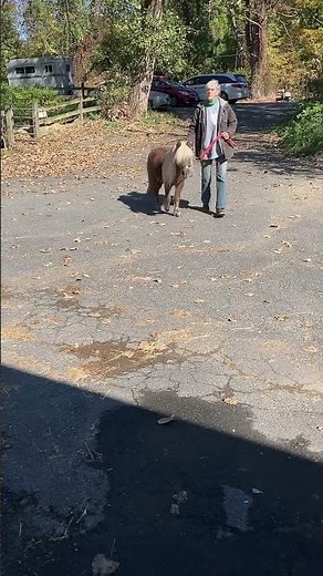 Bringing miniature stallion in the barn