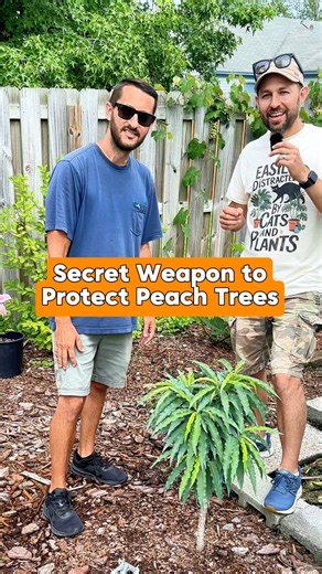 88K views · 978 reactions | Have you ever used this on your peach...