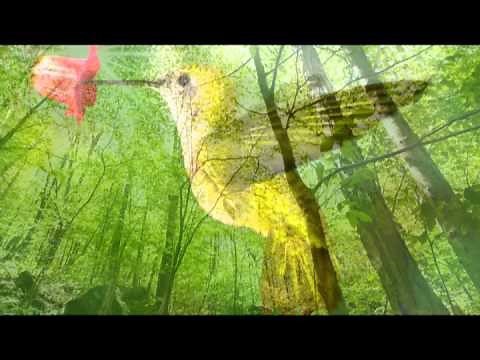 Bird Sounds: One Hour Nature Sounds Music for Meditation and Relax, Massage and Autogenic Training
