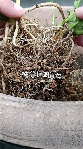 スパティフィラム、1年でこうなる（抜くのが大変） #plants #植物のある暮らし #観葉植物 #育成記録