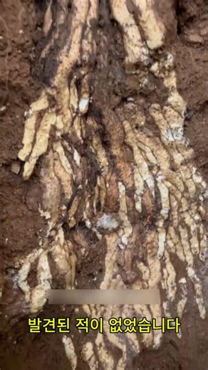 A three-hundred-year-old ginseng tree discovered while moving rocks in the garden