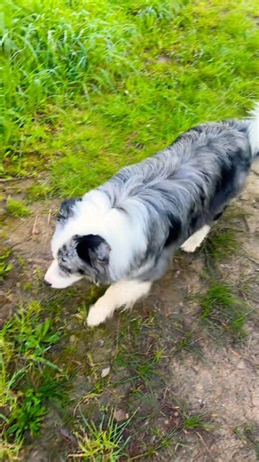 Blue Merle Border Collie Exploring a Green Path