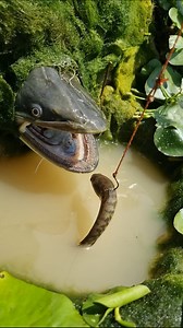 1.9M views · 6.3K reactions | Amazing Fishing Trap Video. Best fishing techniques. #fish #fishing #trap #best #reel | Fisherman Animal Lover-Original | Facebook