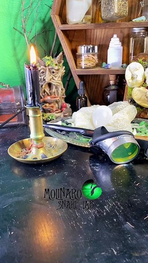 One-Eyed Baby Ball Python Feeding Time | Unique Snake Care