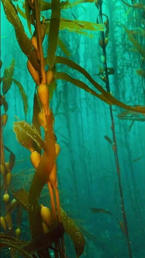 How does seaweed that grows in shallow coastal areas end up in the deep ocean?