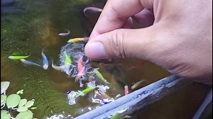 Alberts Guppy on TikTok