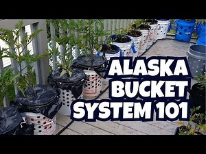 Alaska Bucket System 101 – Complete DIY Guide (Plan, Build & Grow in 5 Weeks!)